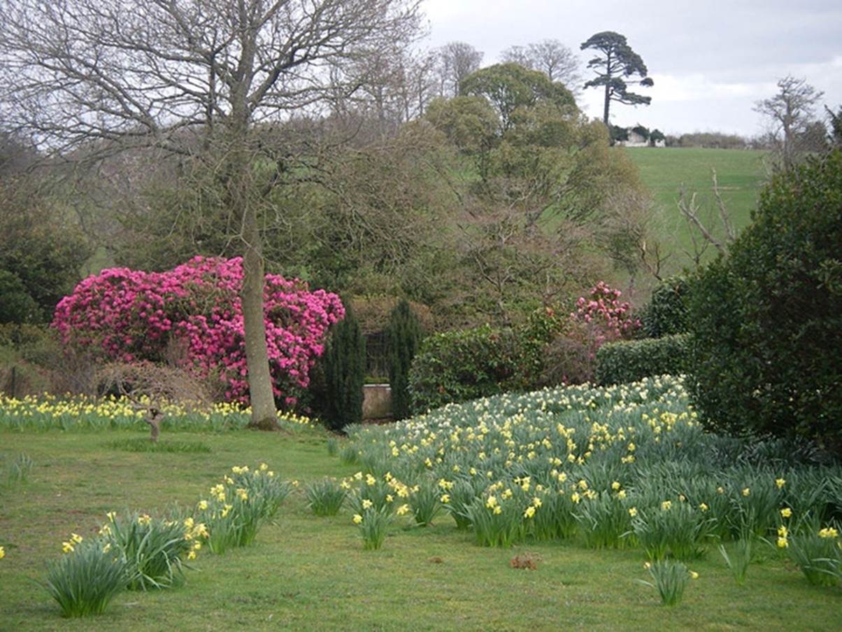   Shobrooke Park Gardens Open 19th March 2021 image 