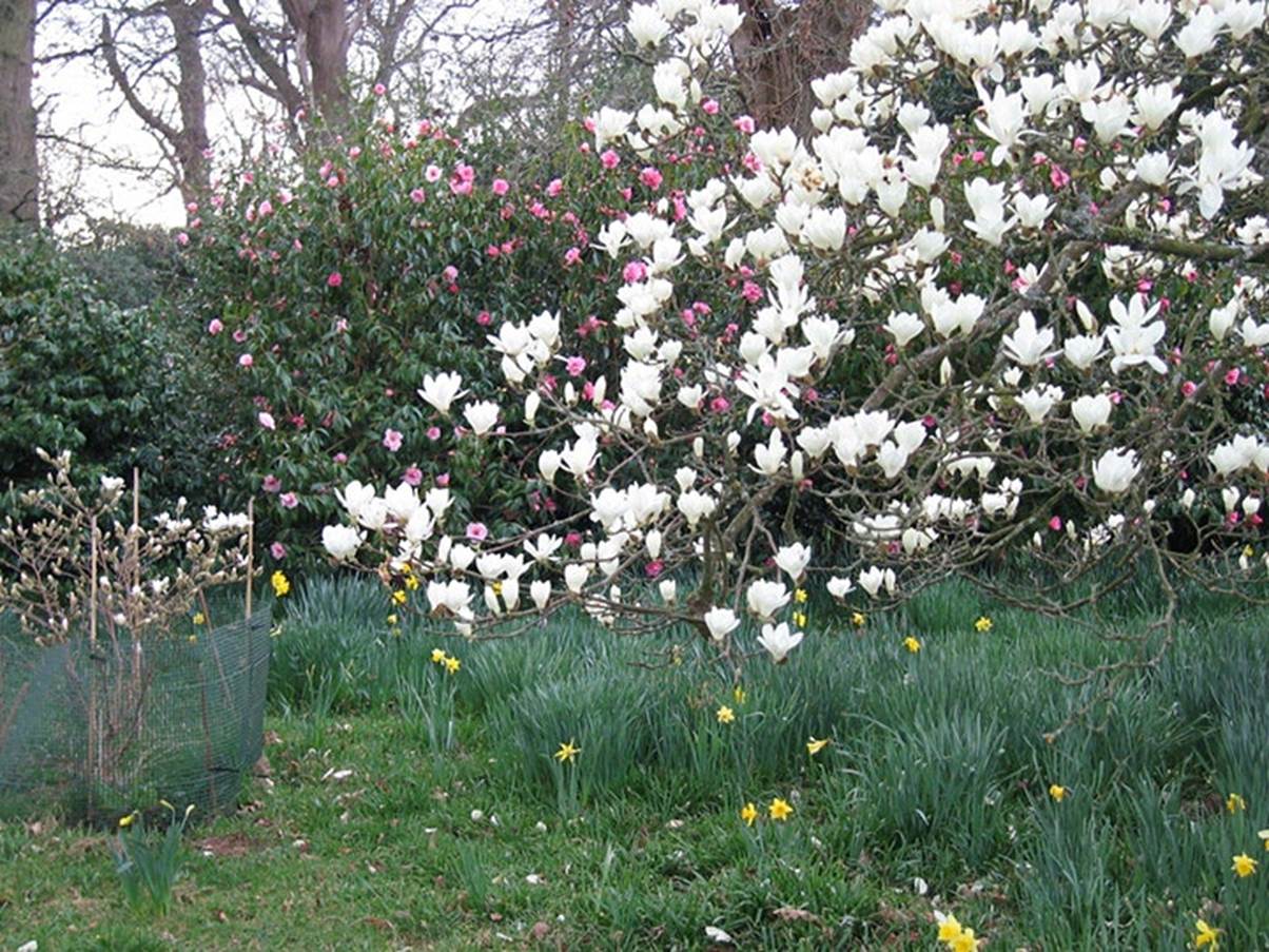   Shobrooke Park Gardens Open 19th March 2021 image 